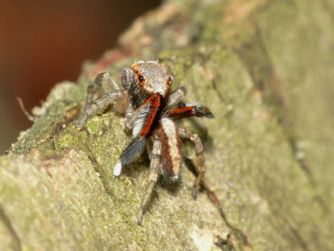 Maschio di Saitis barbipes - Sasso Marconi (BO)